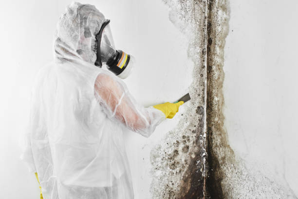 Best Commercial Mold Removal  in Ridgway, CO