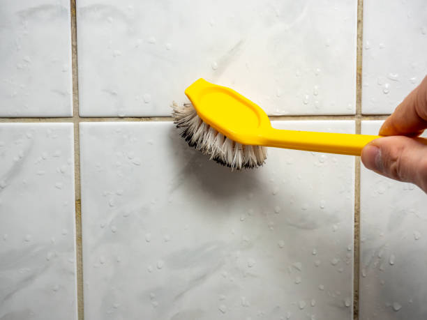 Professional Mold Removal in Ridgway, CO