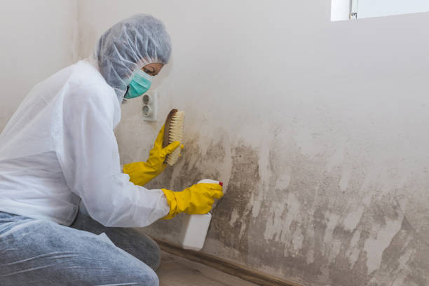 Best Attic Mold Removal  in Ridgway, CO