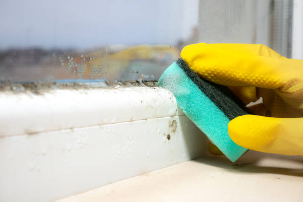 Best Home Mold Removal  in Ridgway, CO