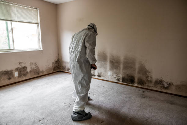 Best Fast Mold Removal  in Ridgway, CO